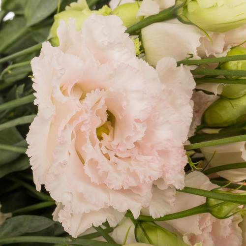 Lisianthus rosa Chaconne Wedding 5+Blüte 70cm