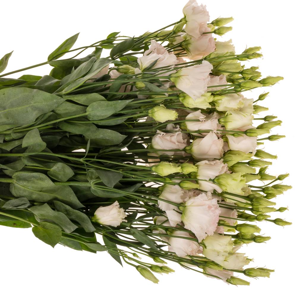 Lisianthus rosa Chaconne Wedding 5+Blüte 70cm