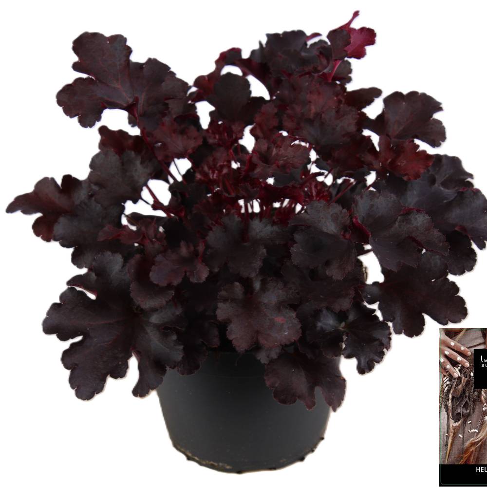 Heuchera schwarz Indian Summer T15 H025