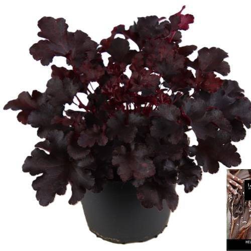 Heuchera schwarz Indian Summer T15 H025