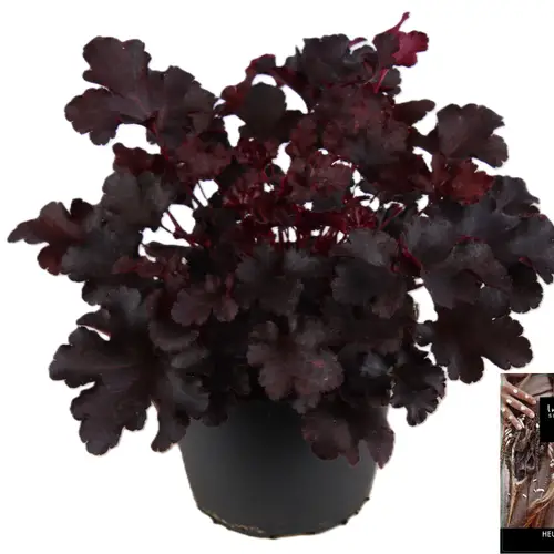 Heuchera schwarz Indian Summer T15 H025