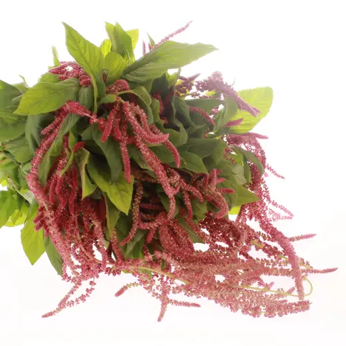 Amarantus hang rot Bündel 40cm