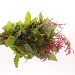 Amarantus hang rot Bündel 40cm
