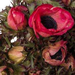 Anemone cerise gefärbt 40cm