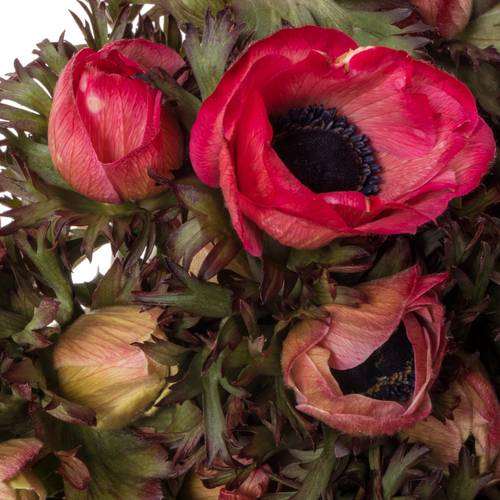 Anemone cerise gefärbt 40cm