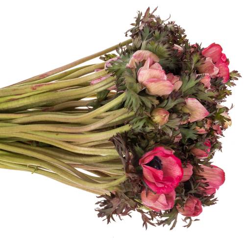 Anemone cerise gefärbt 40cm