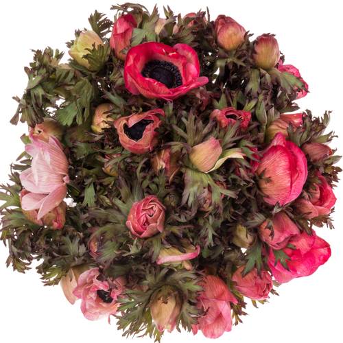 Anemone cerise gefärbt 40cm