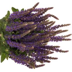 Salvia milka Caradonna 60cm