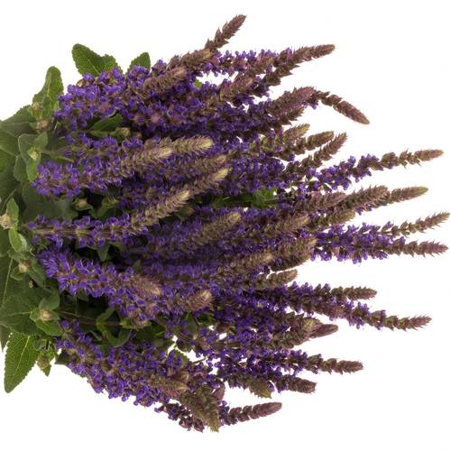 Salvia milka Caradonna 60cm