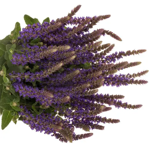 Salvia milka Caradonna 60cm