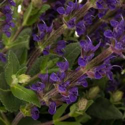 Salvia milka Caradonna 60cm