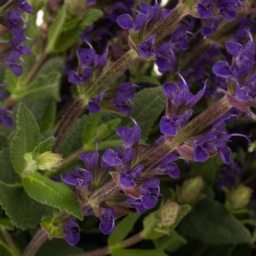 Salvia milka Caradonna 60cm