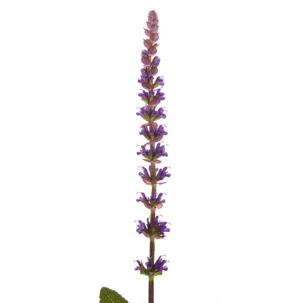 Salvia milka Caradonna 60cm