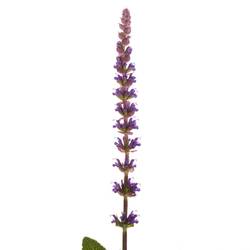 Salvia milka Caradonna 60cm