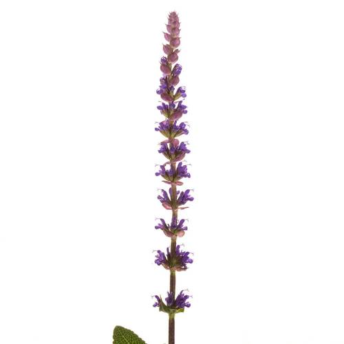 Salvia milka Caradonna 60cm