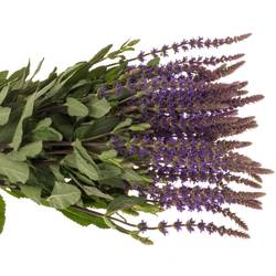 Salvia milka Caradonna 60cm