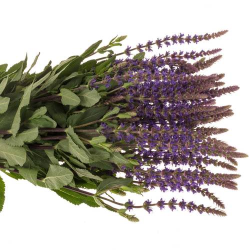 Salvia milka Caradonna 60cm