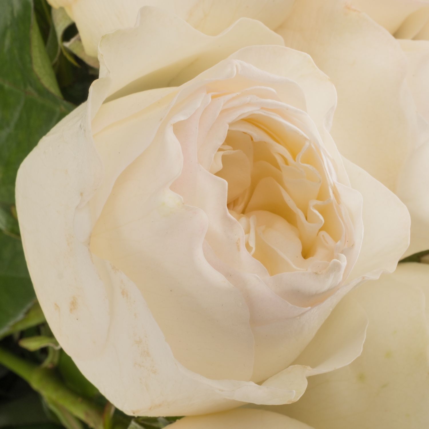 Rose creme/weiss Aurora gefüllt 50cm