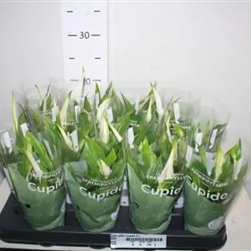 Spathiphyllum Pearl Cupido Schnapch. Von Uhr T07 H024