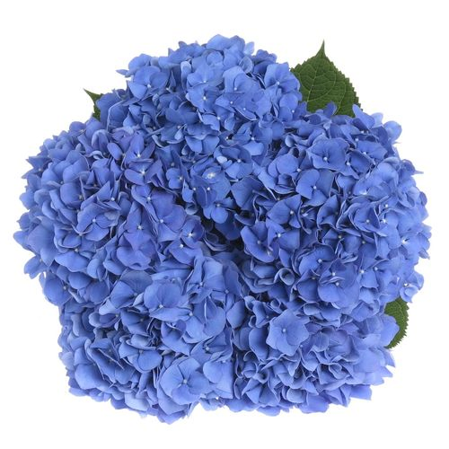 Hortensie blau Pimpernel Bol 17cm 60cm