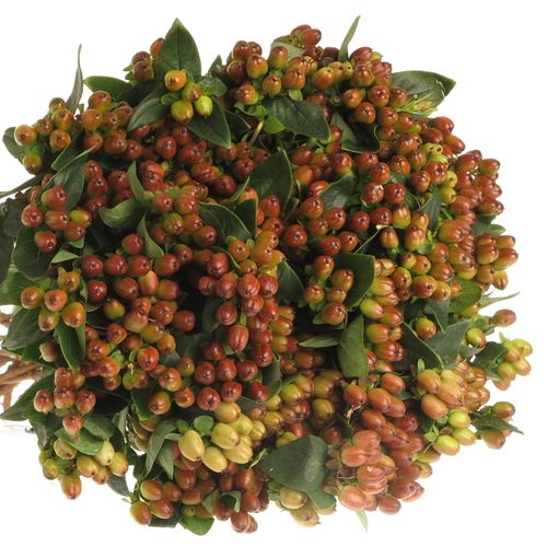 Hypericum braun verzweigt Indian Fall 40cm