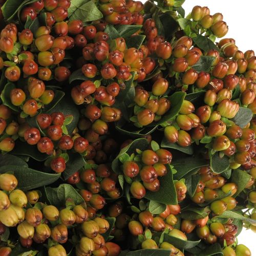 Hypericum braun verzweigt Indian Fall 40cm