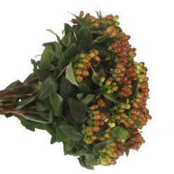 Hypericum braun verzweigt Indian Fall 40cm