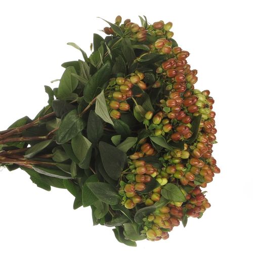 Hypericum braun verzweigt Indian Fall 40cm