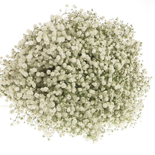 Gyps weiss Ecuador 35 Gramm grosse Blüte