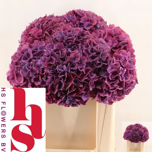 Hortensie dunkel lila Pink Ruby Bol 14cm 50cm