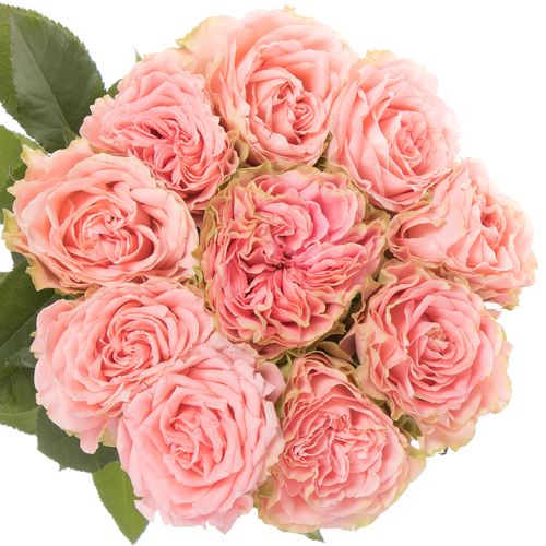Rose lachs Country Girl gefüllt 60cm