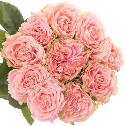 Rose lachs Country Girl gefüllt 60cm