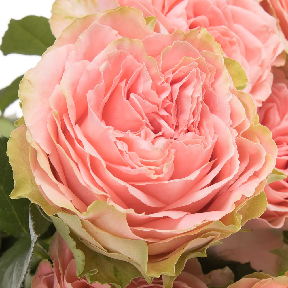 Rose lachs Country Girl gefüllt 60cm