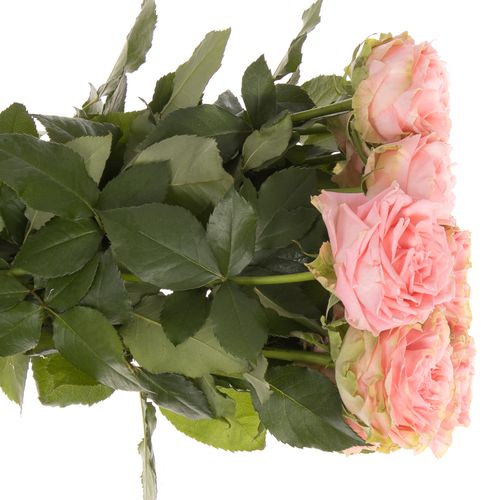 Rose lachs Country Girl gefüllt 60cm