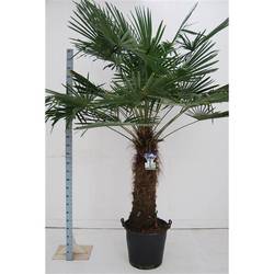 Trachycarpus Fortunei T50 H240