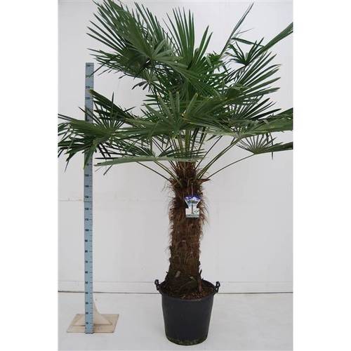 Trachycarpus Fortunei T50 H240