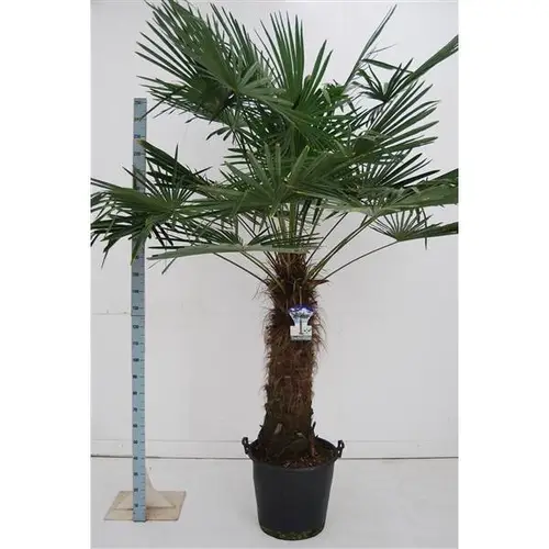Trachycarpus Fortunei T50 H240