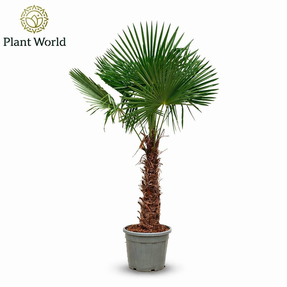 Trachycarpus Fortunei T50 H240