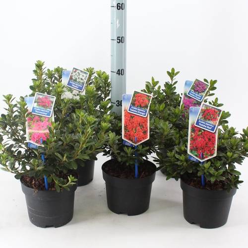 Rhodo mix T17 H35