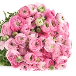 Ranunkel rosa Super Bulbilli 40cm