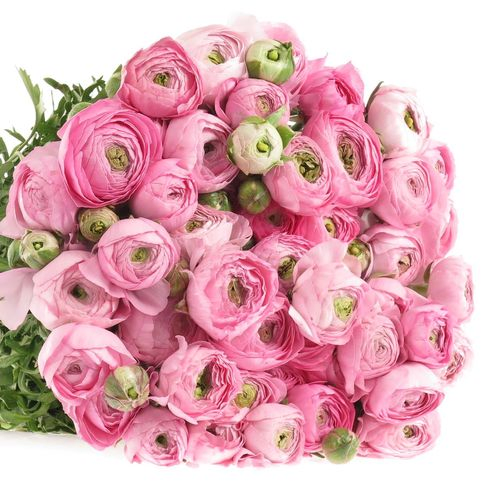 Ranunkel rosa Super Bulbilli 40cm