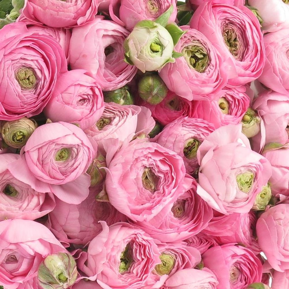 Ranunkel rosa Super Bulbilli 40cm