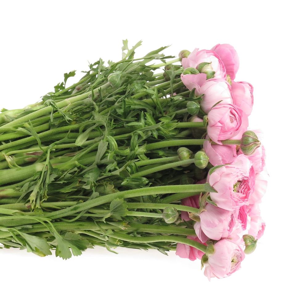 Ranunkel rosa Super Bulbilli 40cm