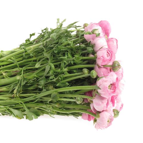 Ranunkel rosa Super Bulbilli 40cm