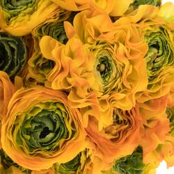 Ranunkel gelb-dunkel grün Pon Pon Merlino x 50 44cm