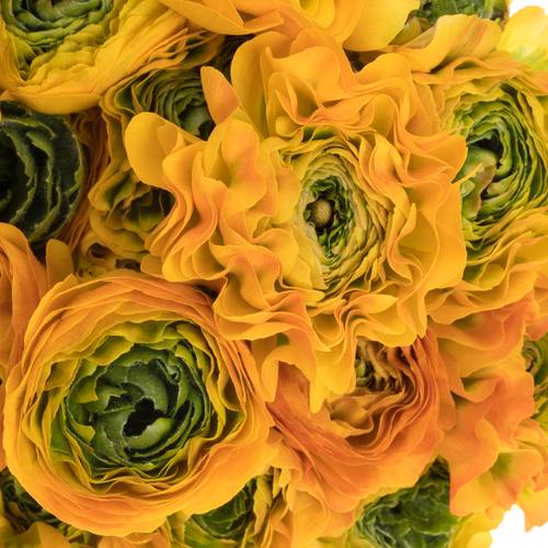 Ranunkel gelb-dunkel grün Pon Pon Merlino x 50 44cm