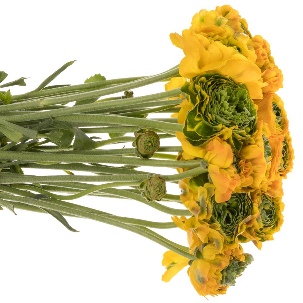 Ranunkel gelb-dunkel grün Pon Pon Merlino x 50 44cm