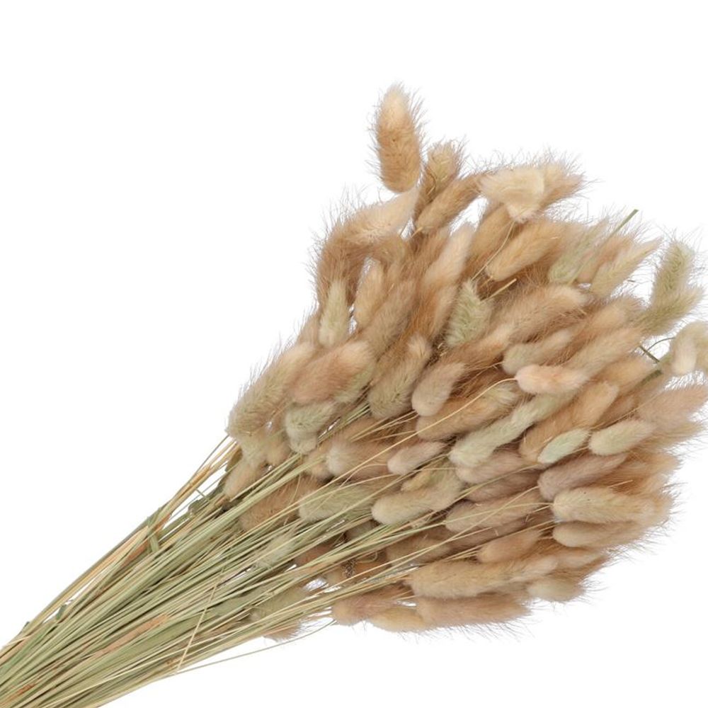 DRY LAGURUS 60CM PER BOS A 100 GRAM