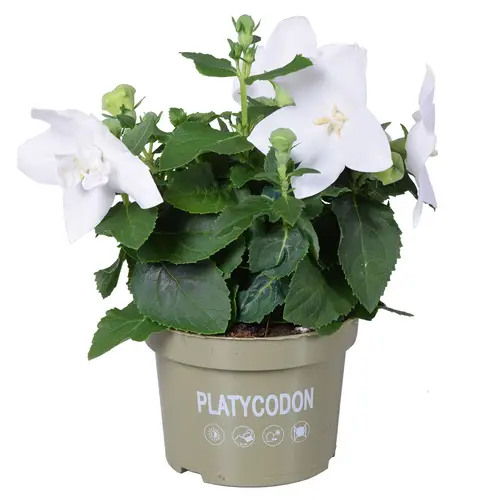 Platycodon weiss Grand T13 H025