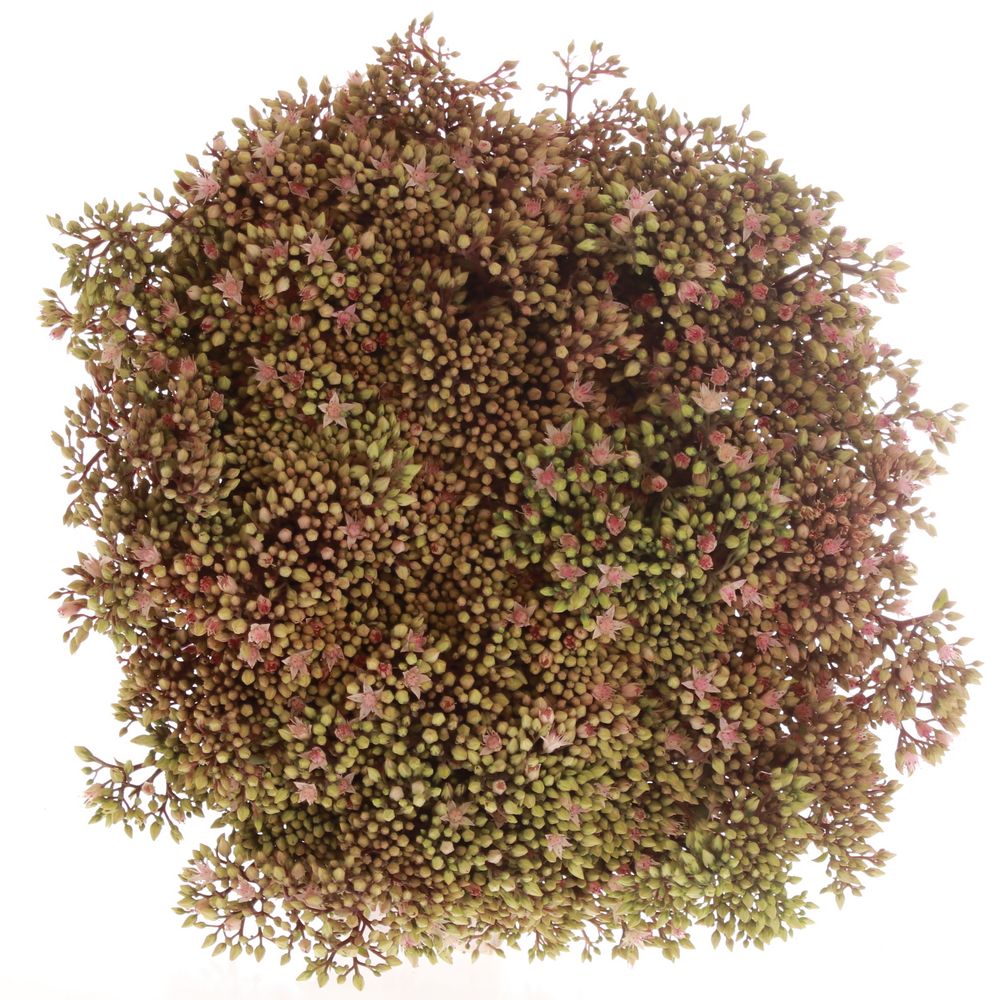 Sedum rosa Bündel 40cm